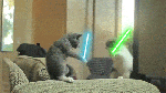 Animated gif lightsaber battle cats