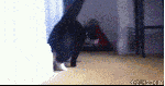 Funny cat pose gif