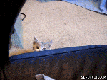 funny cute talking kitten gif