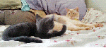 lol cats tail flick gif
