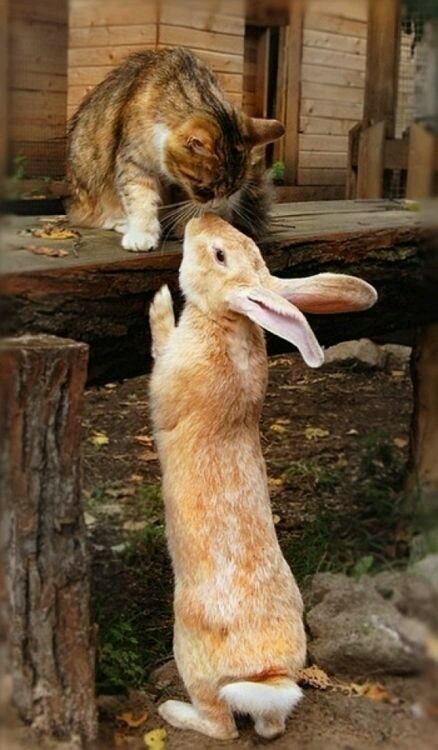 Bunny rabbit and cat cute photo