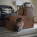 Cardboard cat house homemade
