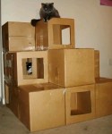 Cat cardboard box fort