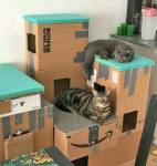 Cat cardboard fort box home made