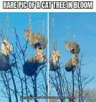 cats tree in bloom lol pic