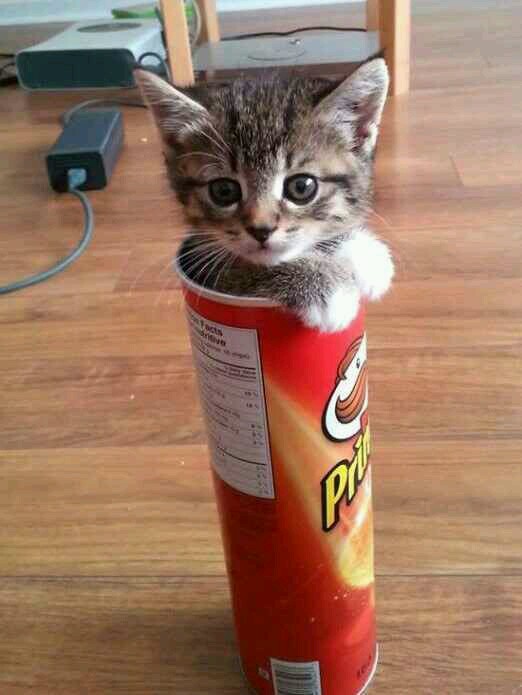 Cute kitty cat inside pringles photo
