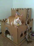 Kitty cat castle box cardboard house