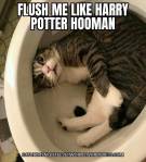 meme harry potter cat
