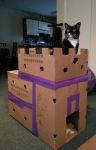 Simple cat castle fort cardboard boxes