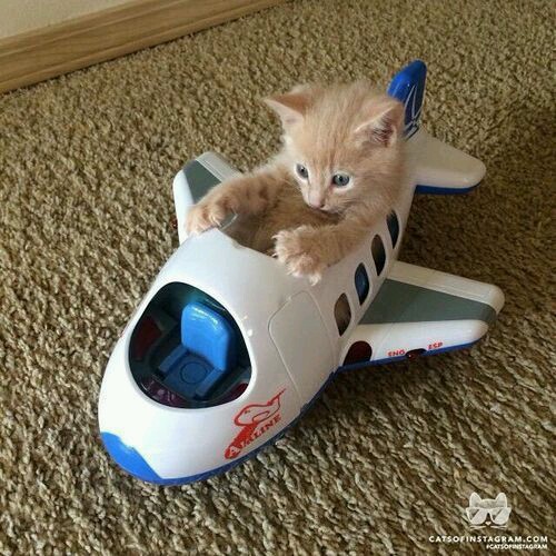 Very cute kitty in a toy plane photo