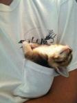 adorable pocket kitten