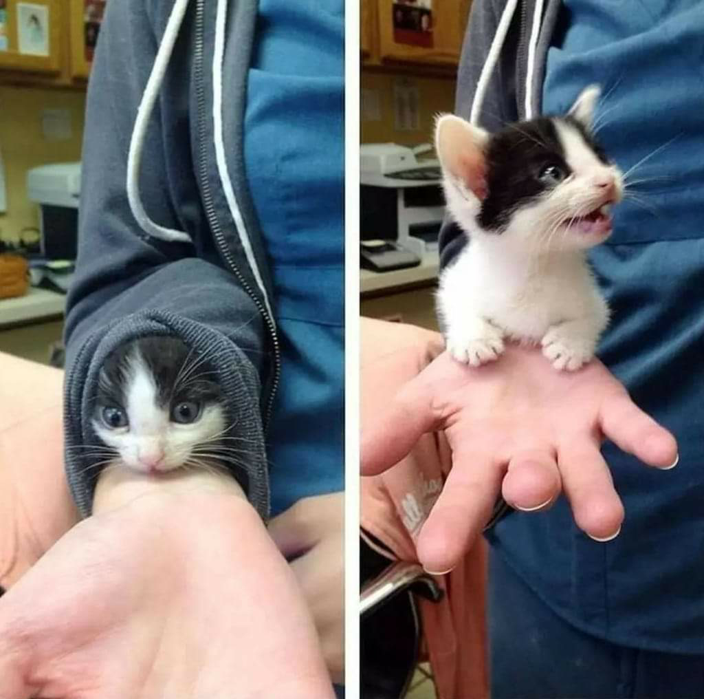 cute kitten up jumper