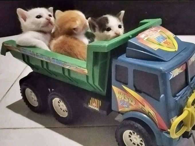 cute kitties in a toy truck