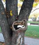 the cutest cats in a tree
