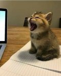 very cute kitten picture yawning