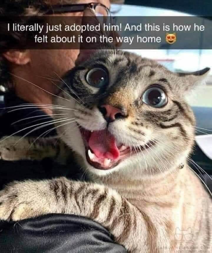 very happy kitty cat