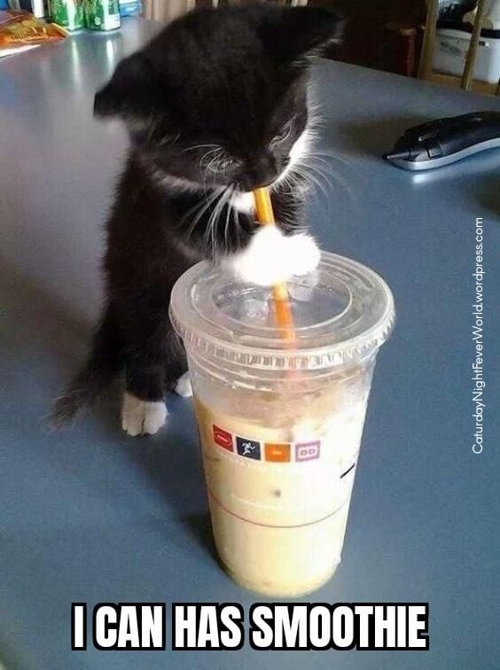 Cute kitten i can has smoothie