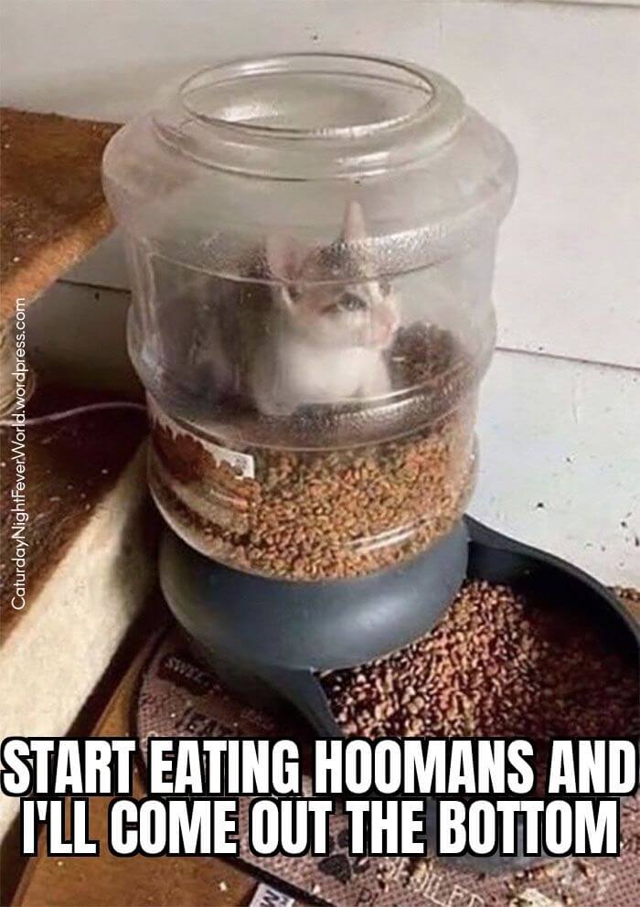 Smol cute kitten photo