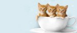 3 cute ginger kittens 820x360 fb cover