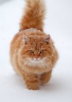 Absolutely beautiful ginger cat pic