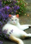 Amazing blue eyes white cat pic