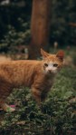 Beautiful orange cat in garden mobile phone wallpaper