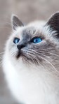 Blue eyes kitty cat mobile wallpaper