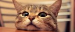 Cat face cute 820x360 facebook banner