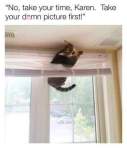 Cat memes funny karen stuck