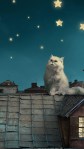 Cat roof top stars night hd 1440x2650 wallpaper