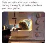 Cat sewing meme funny captions