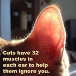 Cats muscles ear ignore meme