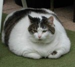 Cats round chonk