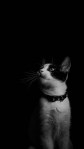 Cute black and white cat mobile wallpaper hd