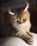 Cute cat with fluffy ear hair