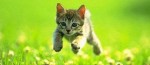 Cute kitten 820x360 facebook timeline cover