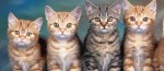 Cute kitty cats 820x360 cover for facebook