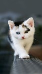 Different colored eyes cute kitten cell phone hd background