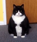 Disapproving black and white chonk kitty cat
