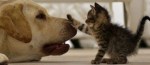 Dog and cute kitten facebook cover photo 820x360