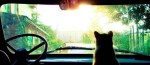 Facebook banner 820x360 cat in car pic