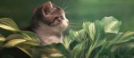 Facebook timeline image 820x360 cat in garden cute