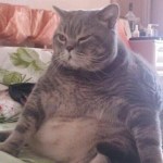 Fat cat chonk