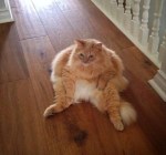 Fat chonk cat sitting pic