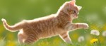 Fb cover pic ginger kitten in grass 820x360