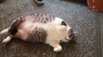 Fluffy land whale chubby kitty cat picture
