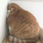 Funny chonk cat facing wall photos
