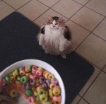 Funny chonk cat fruit loops pic