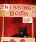 Funny hissing booth cat meme