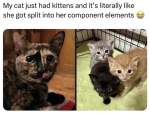 Funny mother cat kittens meme